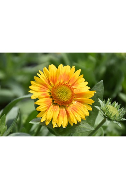 Квітка гайлардії з жовтими краями